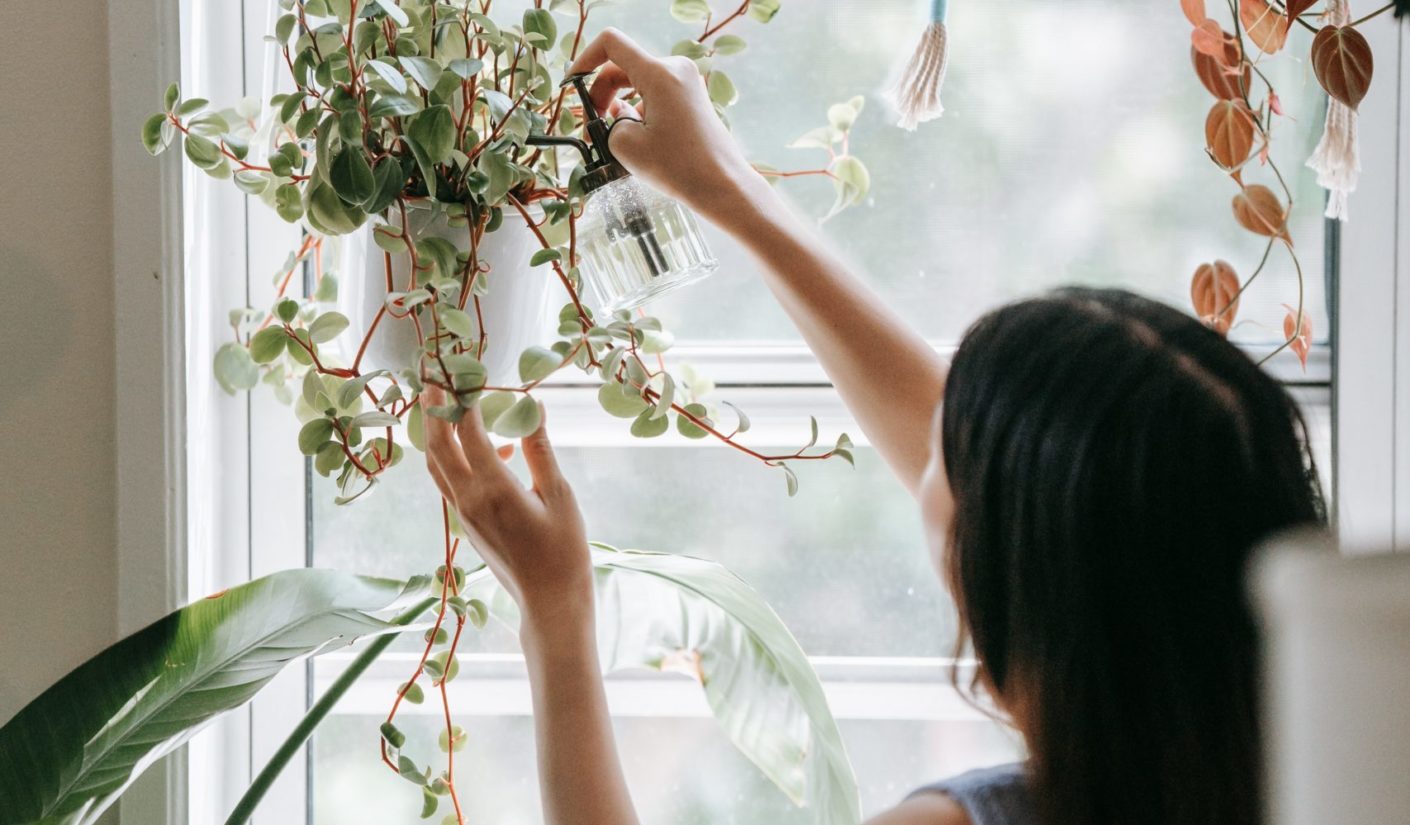 Purify the air in your home with depolluting indoor plants